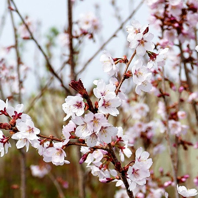 Schlanke Zier-Kirsche 'Spire' (Prunus x hillieri)
