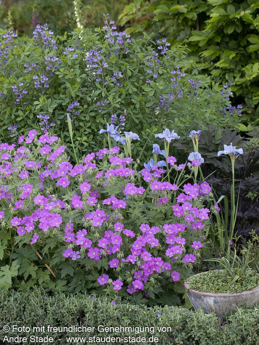 Schlanker Storchschnabel 'Sirak' (Geranium gracile)
