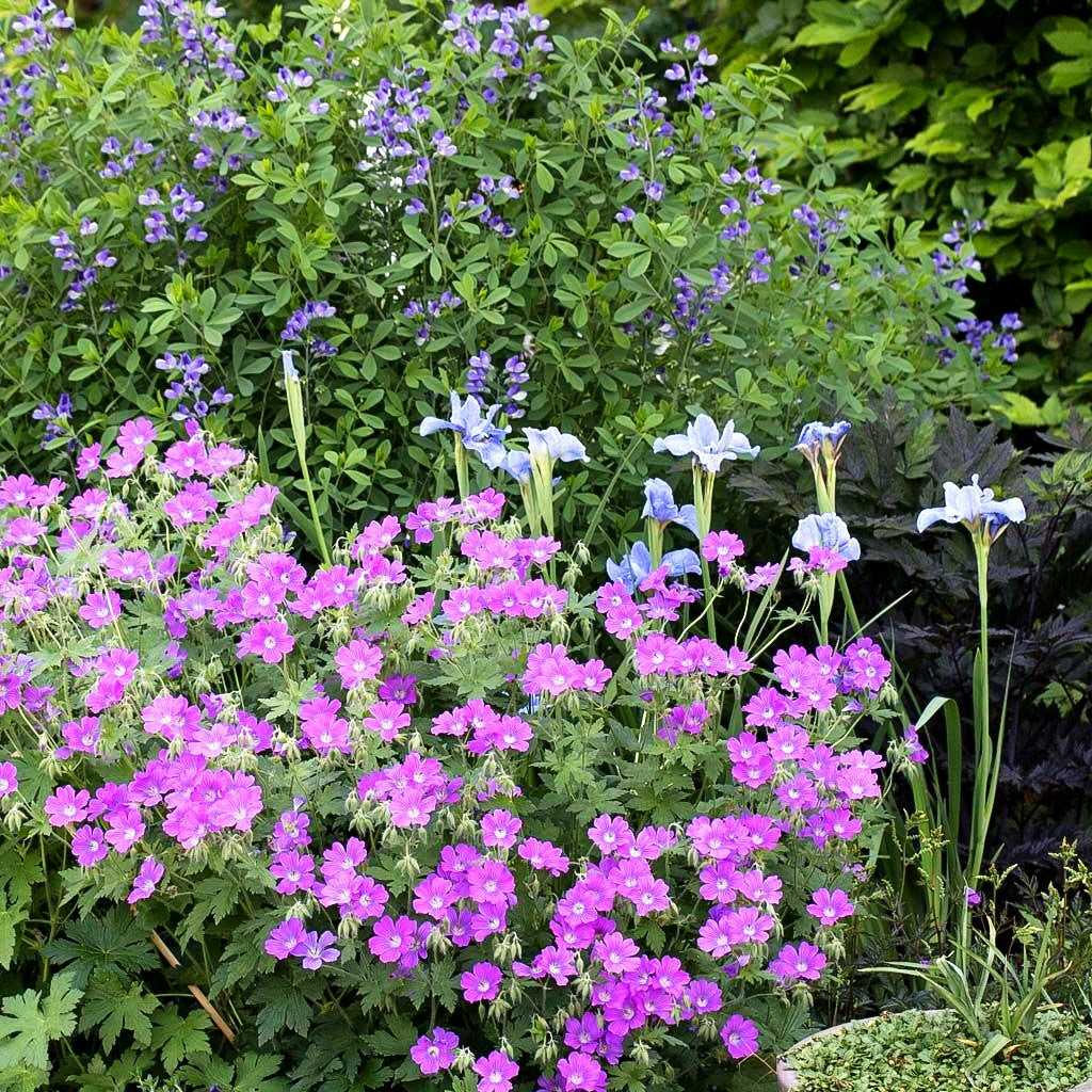 Schlanker Storchschnabel 'Sirak' (Geranium gracile)