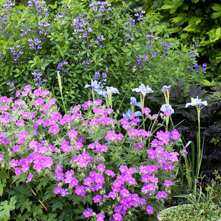 Schlanker Storchschnabel 'Sirak' (Geranium gracile)