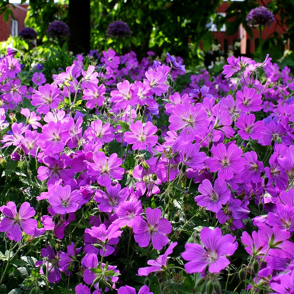 Schlanker Storchschnabel 'Sirak' (Geranium gracile)