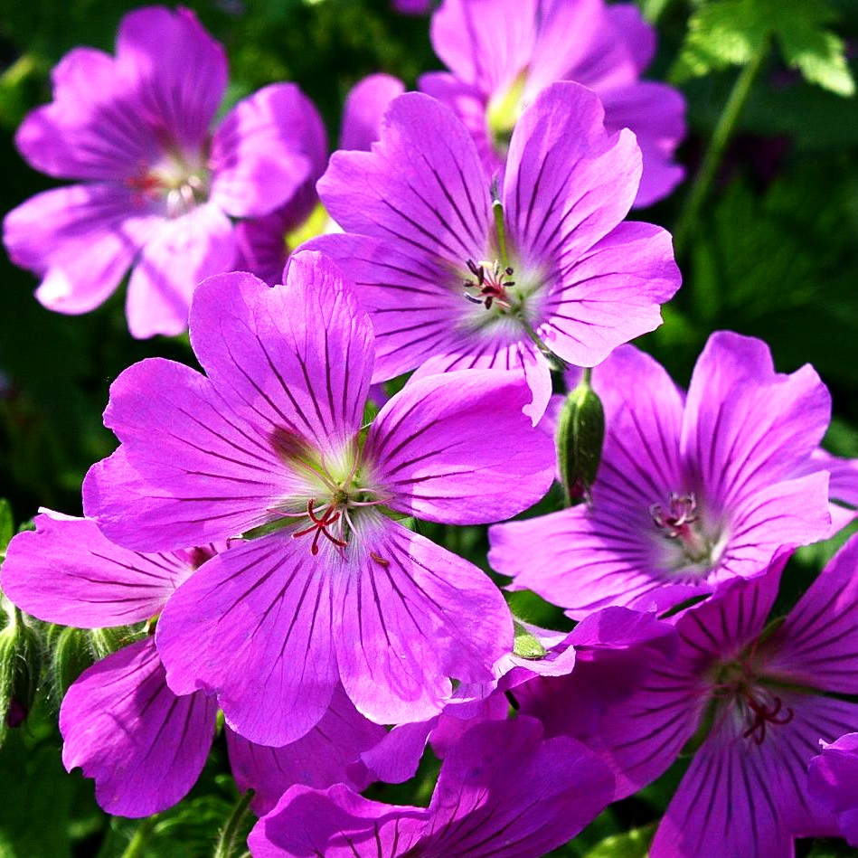 Schlanker Storchschnabel 'Sirak' (Geranium gracile)