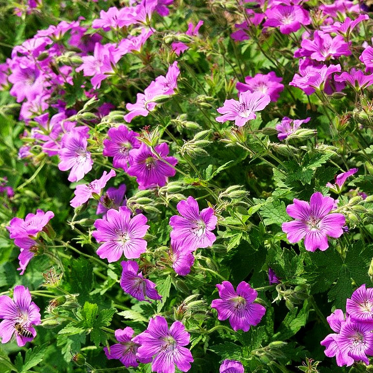 Schlanker Storchschnabel 'Sirak' (Geranium gracile)