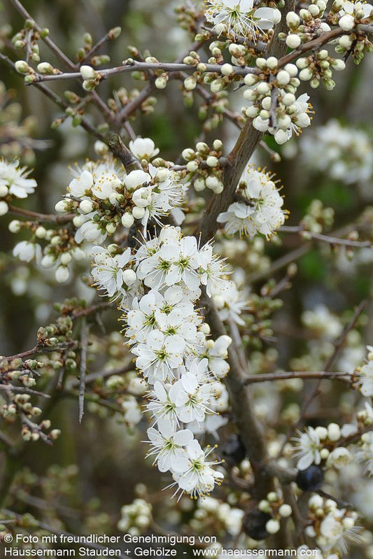Schlehe (Prunus spinosa)