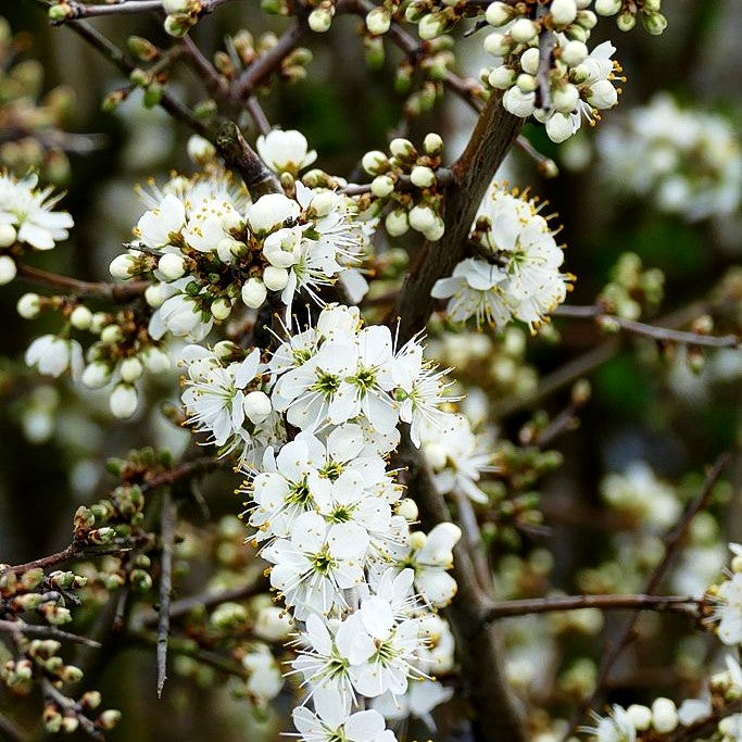 Schlehe (Prunus spinosa)