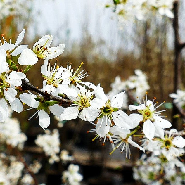 Schlehe (Prunus spinosa)