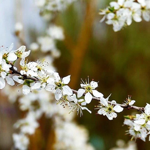 Schlehe (Prunus spinosa)
