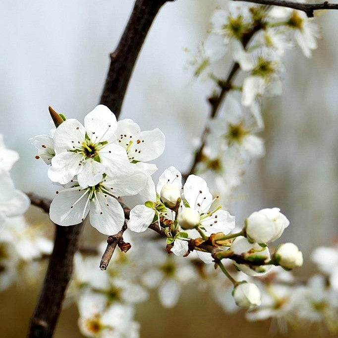 Schlehe (Prunus spinosa)
