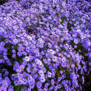 Schleier-Aster 'Blue Heaven' (Aster cordifolius)
