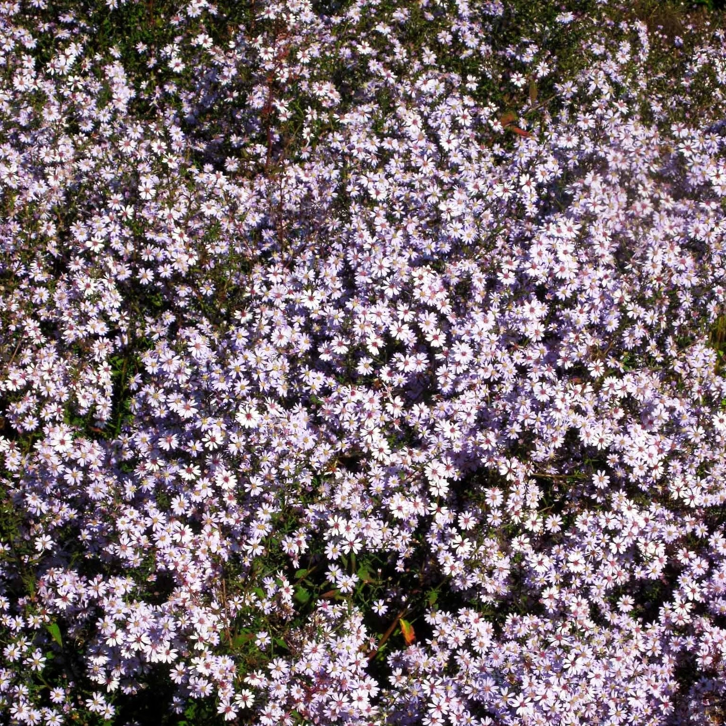 Schleier-Aster 'Blütenregen' (Aster cordifolius)