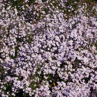 Schleier-Aster 'Blütenregen' (Aster cordifolius)