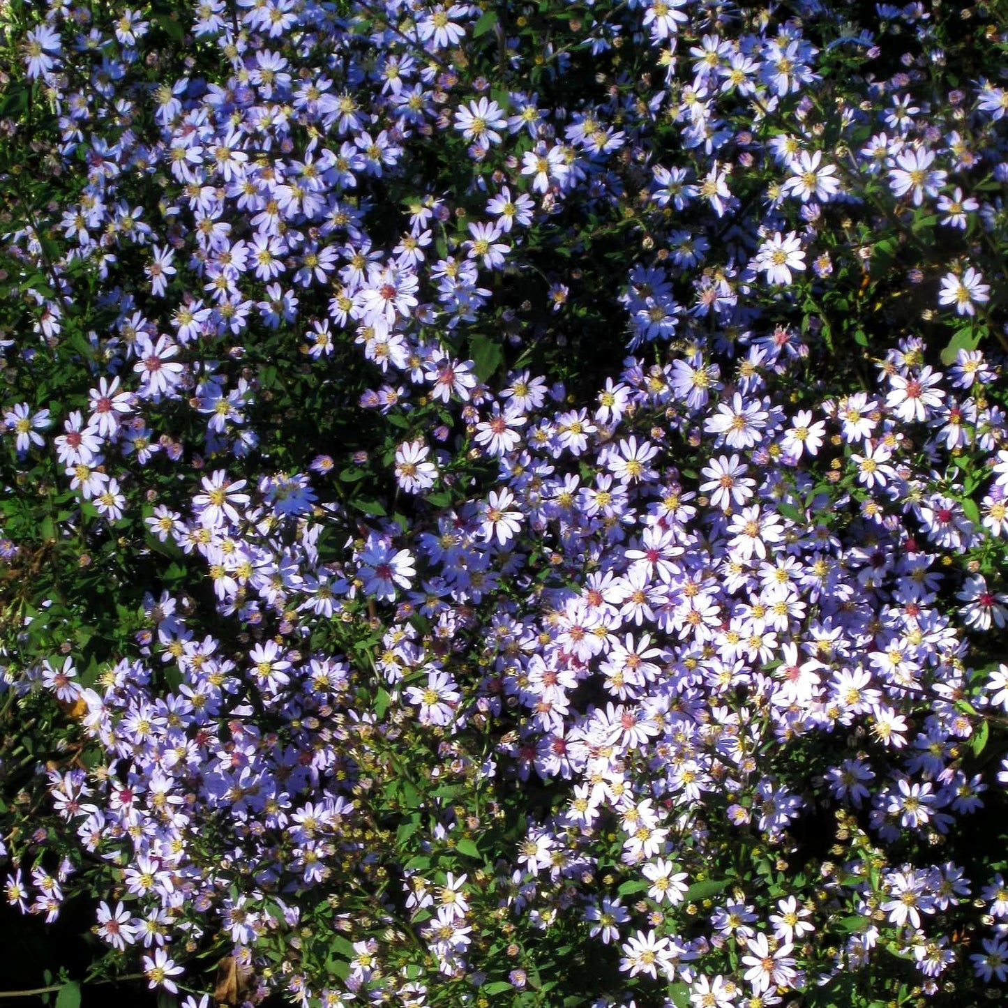 Schleier-Aster 'Ideal' (Aster cordifolius)