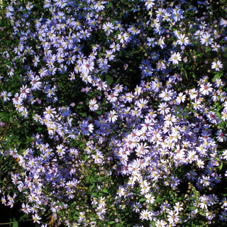 Schleier-Aster 'Ideal' (Aster cordifolius)