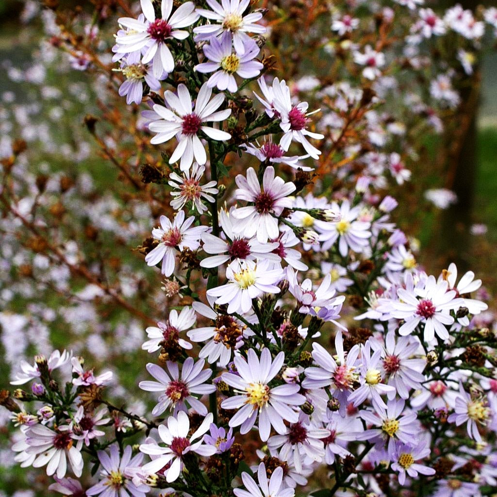 Schleier-Aster 'Ideal' (Aster cordifolius)