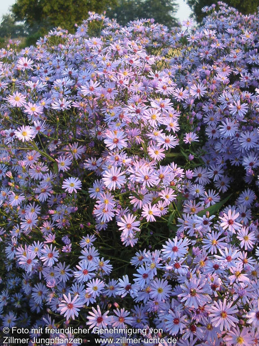 Schleier-Aster 'Little Carlow' (Aster cordifolius)