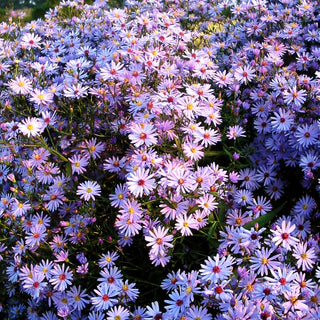 Schleier-Aster 'Little Carlow' (Aster cordifolius)