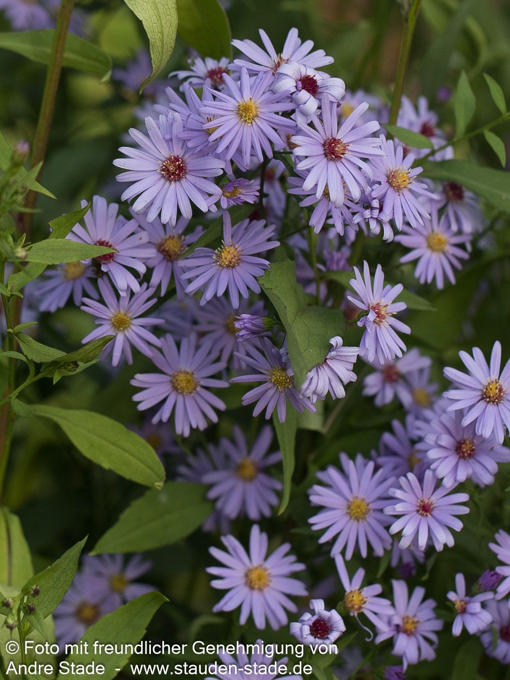 Schleier-Aster 'Little Carlow' (Aster cordifolius)
