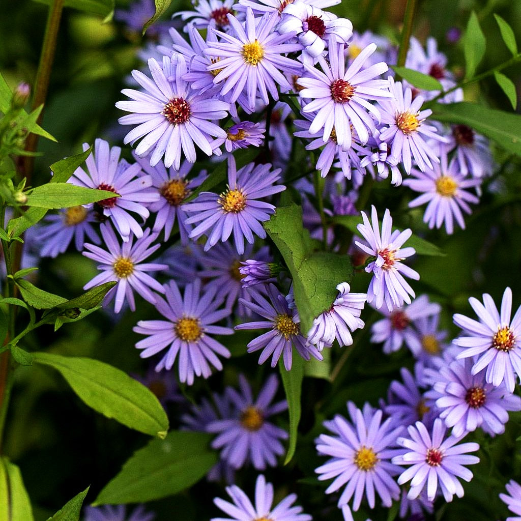 Schleier-Aster 'Little Carlow' (Aster cordifolius)