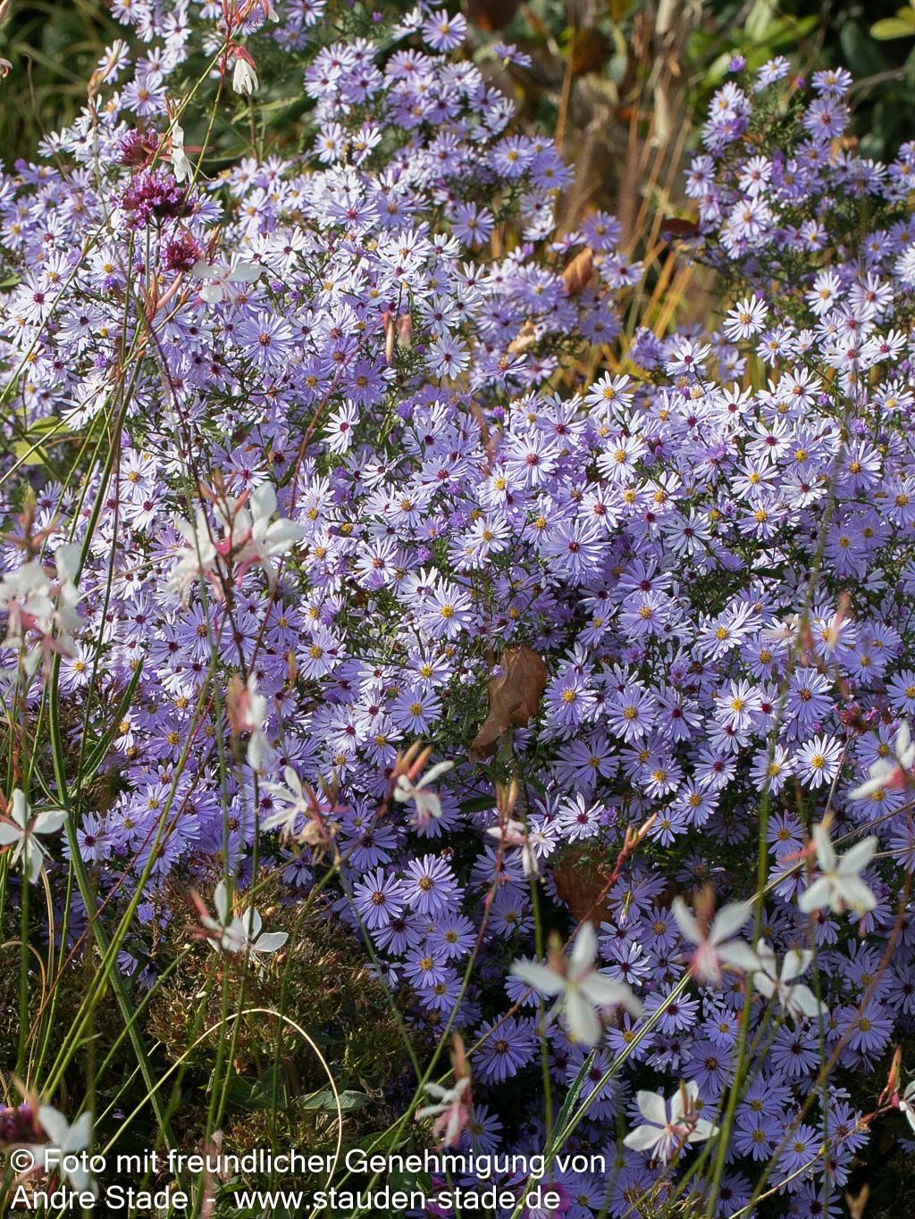 Schleier-Aster 'Little Carlow' (Aster cordifolius)