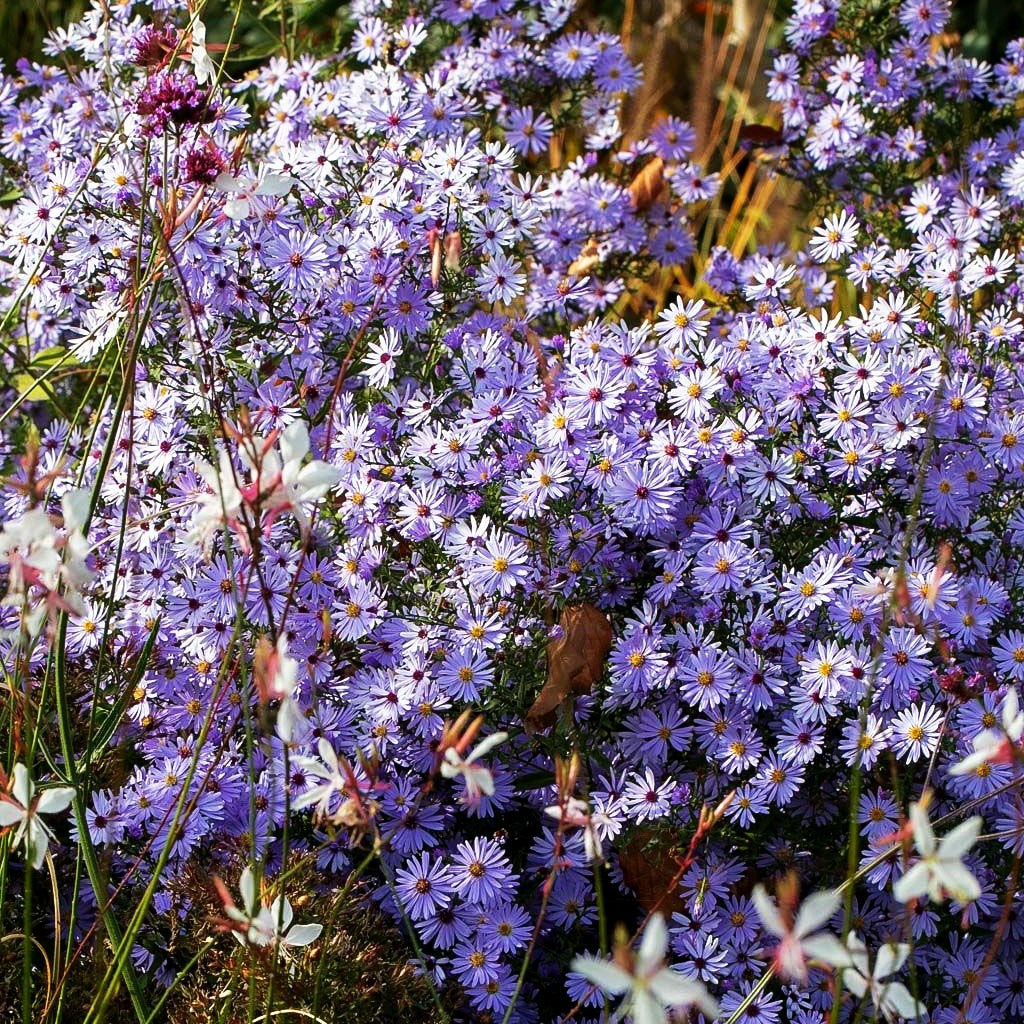 Schleier-Aster 'Little Carlow' (Aster cordifolius)
