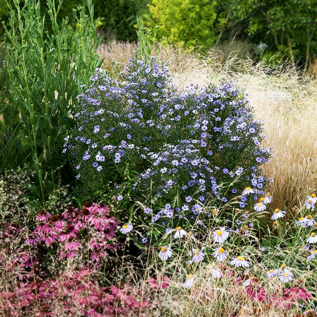 Schleier-Aster 'Little Carlow' (Aster cordifolius)