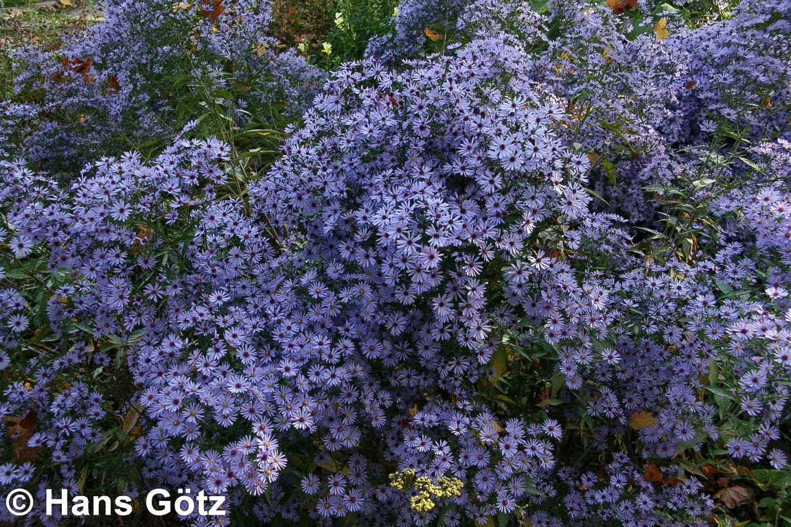 Schleier-Aster 'Little Carlow' (Aster cordifolius)