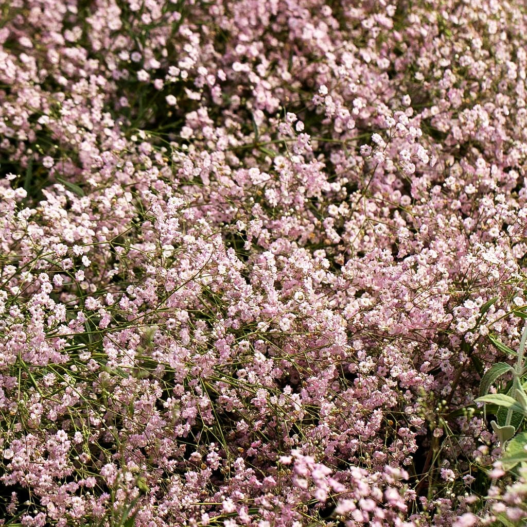 Schleierkraut 'Festival Pink' (Gypsophila paniculata)