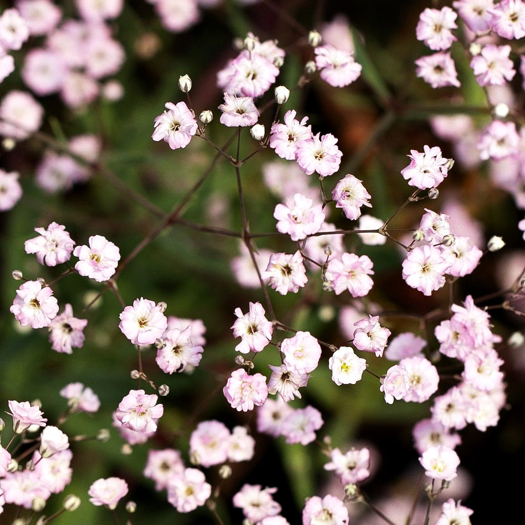 Schleierkraut 'Festival Pink' (Gypsophila paniculata)