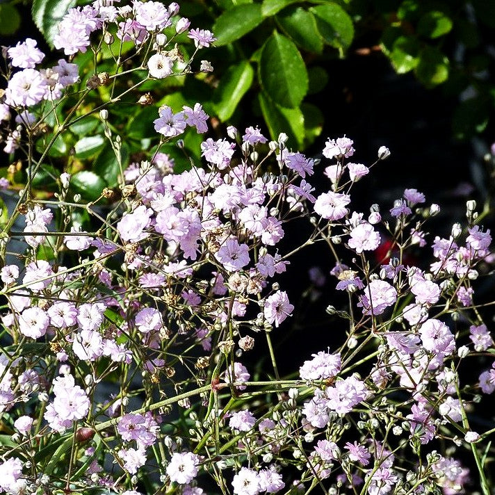 Schleierkraut 'Festival Pink' (Gypsophila paniculata)