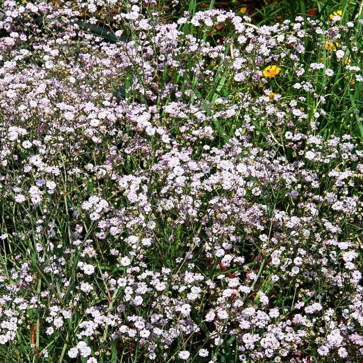 Schleierkraut 'Festival Pink' (Gypsophila paniculata)