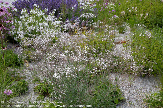 Schleierkraut 'Schneeflocke' (Gypsophila paniculata)