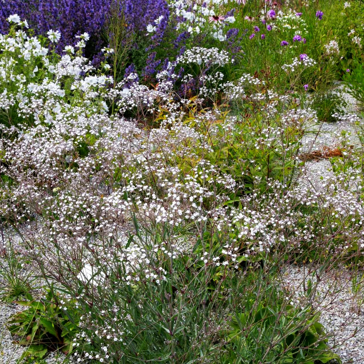 Schleierkraut 'Schneeflocke' (Gypsophila paniculata)