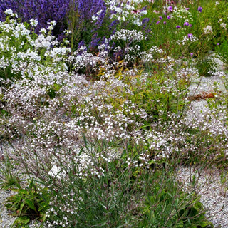 Schleierkraut 'Schneeflocke' (Gypsophila paniculata)