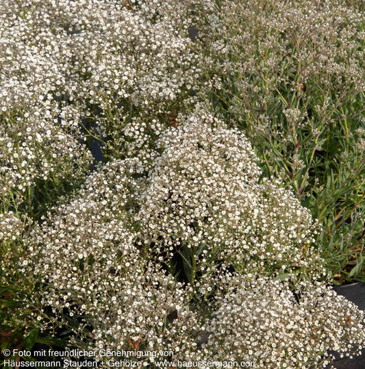 Schleierkraut 'Summer Sparkles' (Gypsophila panic.)