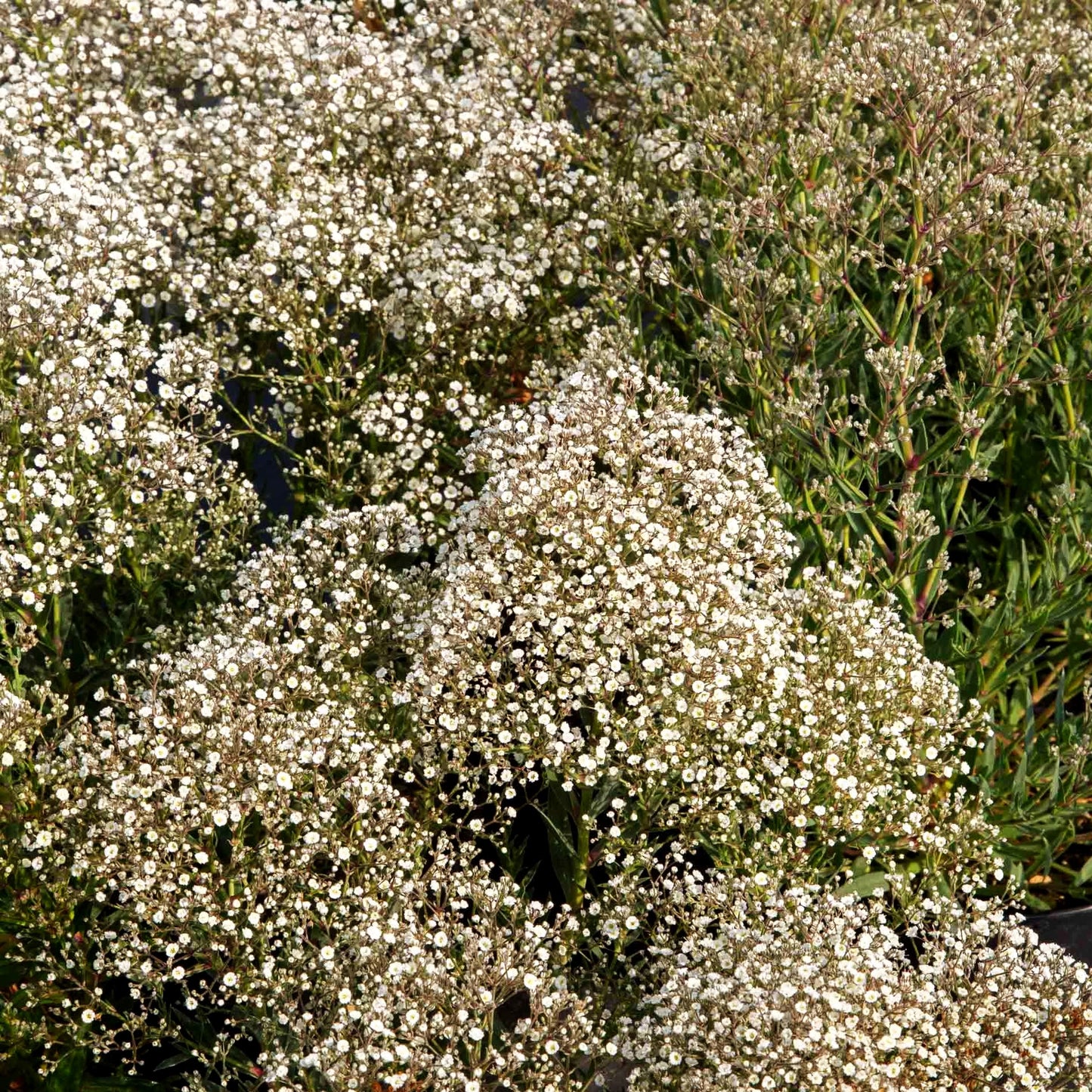 Schleierkraut 'Summer Sparkles' (Gypsophila panic.)