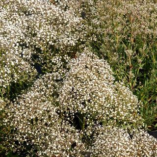 Schleierkraut 'Summer Sparkles' (Gypsophila panic.)