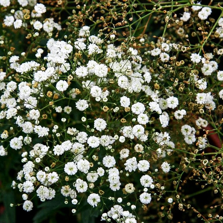 Schleierkraut 'Summer Sparkles' (Gypsophila panic.)