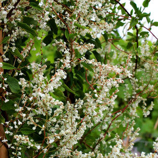 Schling-Knöterich (Polygonum aubertii)