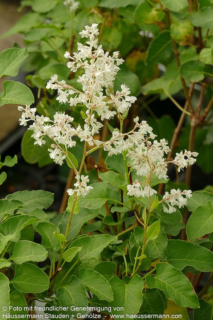 Schling-Knöterich (Polygonum aubertii)