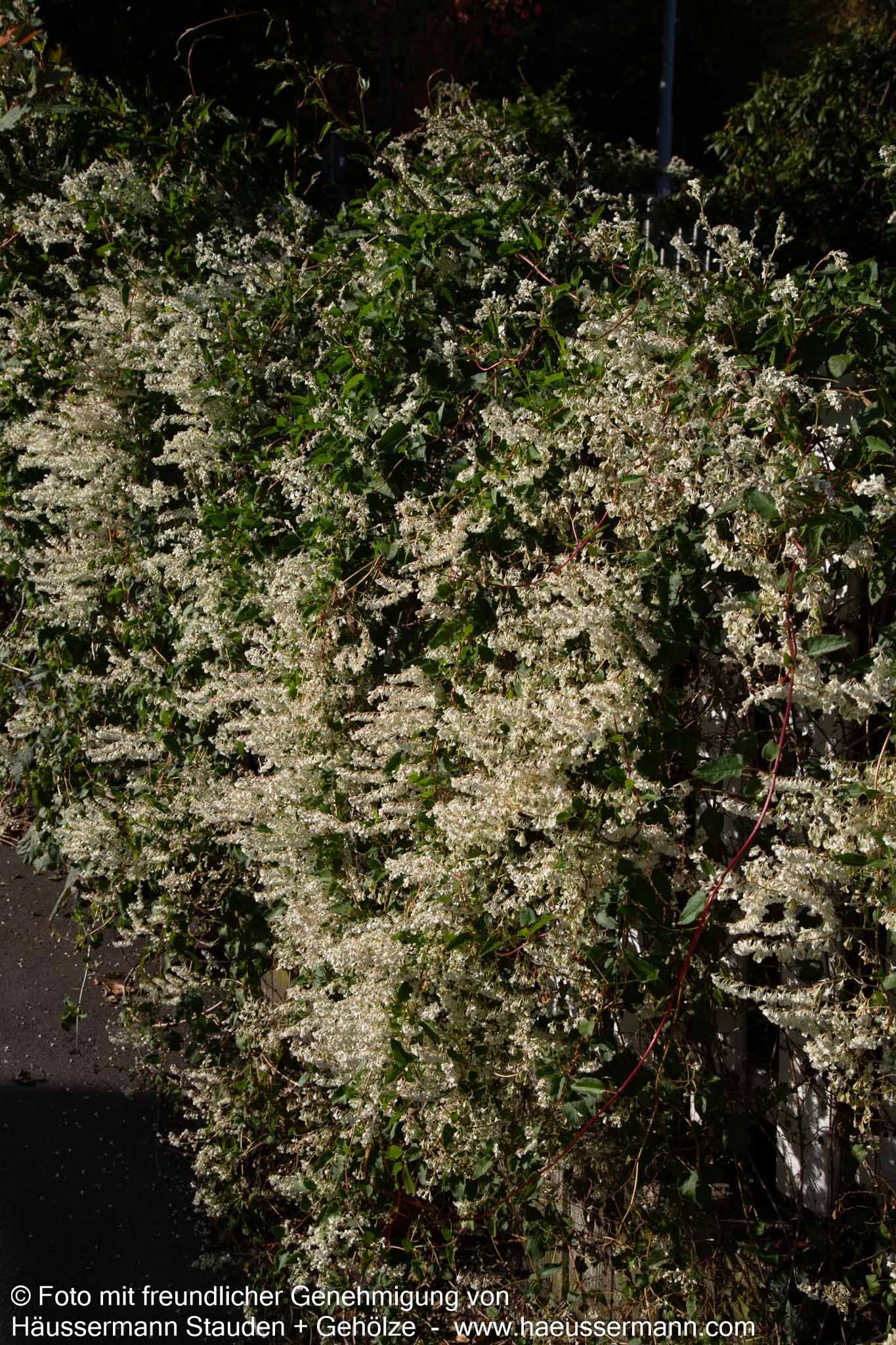 Schling-Knöterich (Polygonum aubertii)