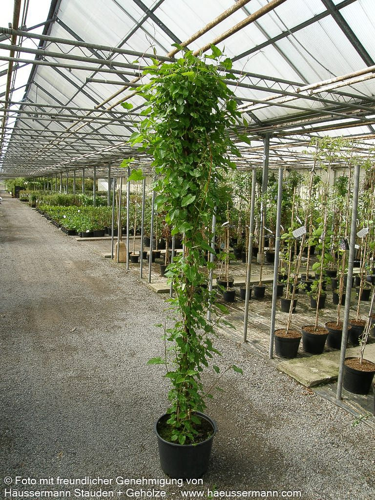 Schling-Knöterich (Polygonum aubertii)