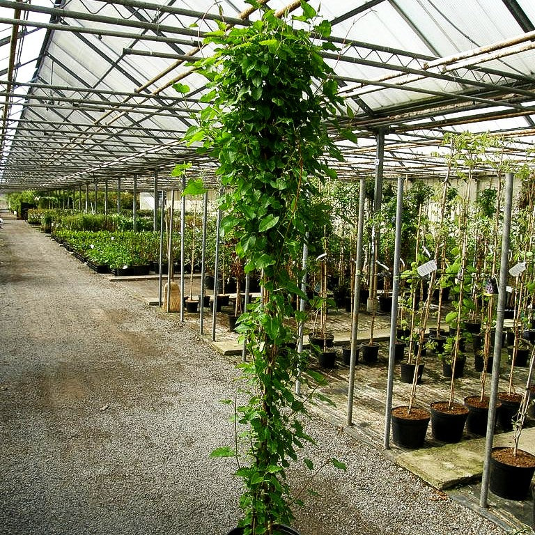 Schling-Knöterich (Polygonum aubertii)