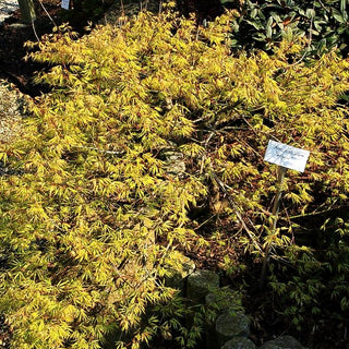 Schlitz-Ahorn 'Filigree' (Acer palmatum)