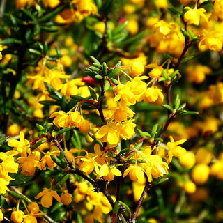 Schmalblättrige Berberitze (Berberis x stenophylla)