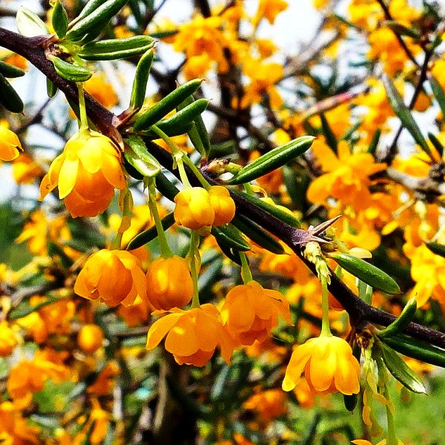 Schmalblättrige Berberitze (Berberis x stenophylla)