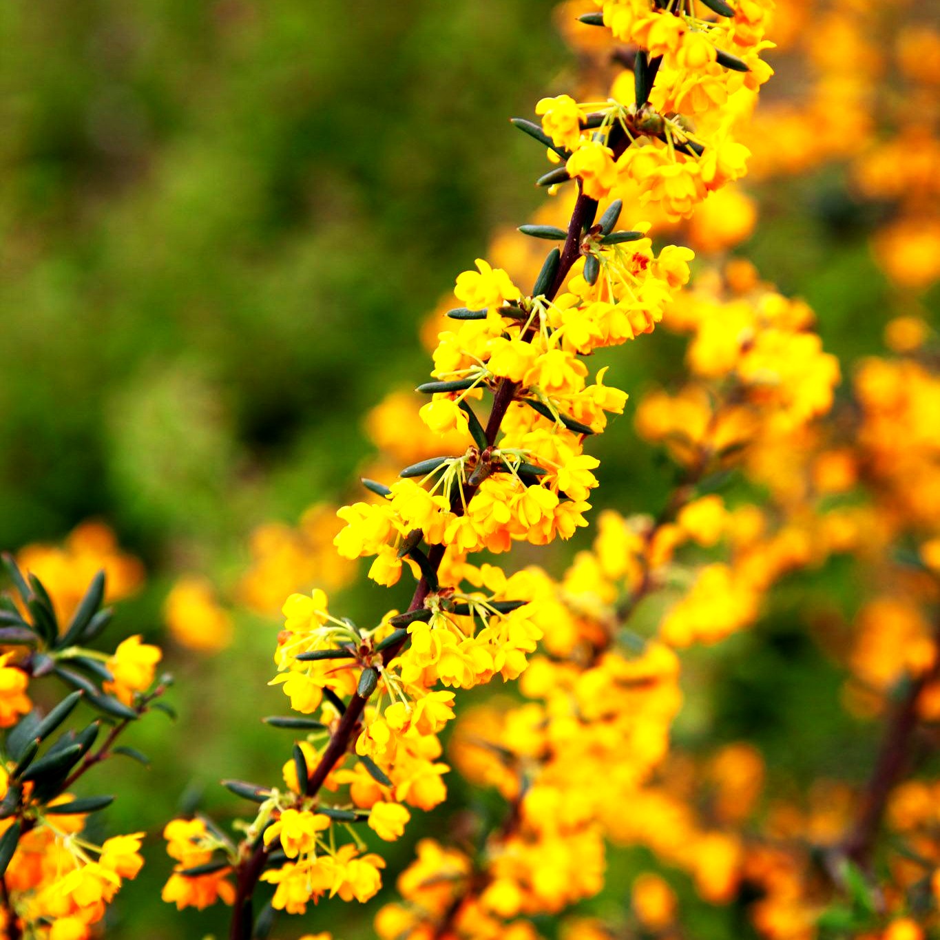 Schmalblättrige Berberitze (Berberis x stenophylla)