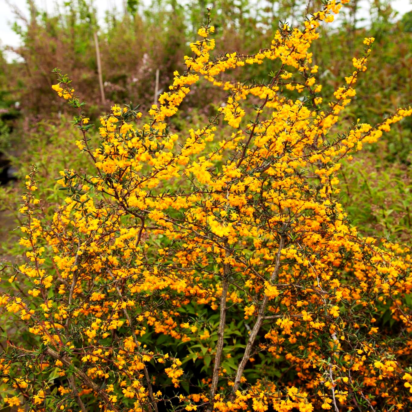 Schmalblättrige Berberitze (Berberis x stenophylla)