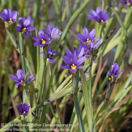 Schmalblättrige Binsenlinie (Sisyrinchium angustifolium)
