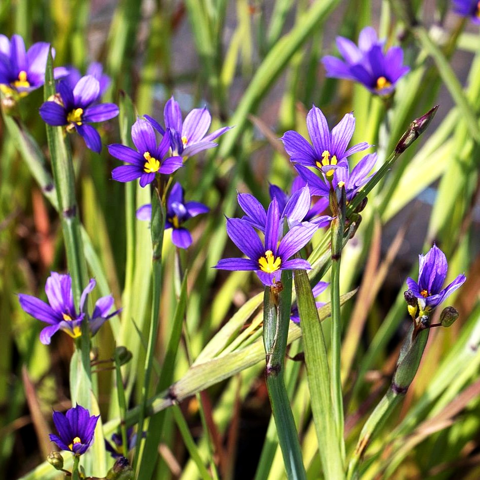 Schmalblättrige Binsenlinie (Sisyrinchium angustifolium)