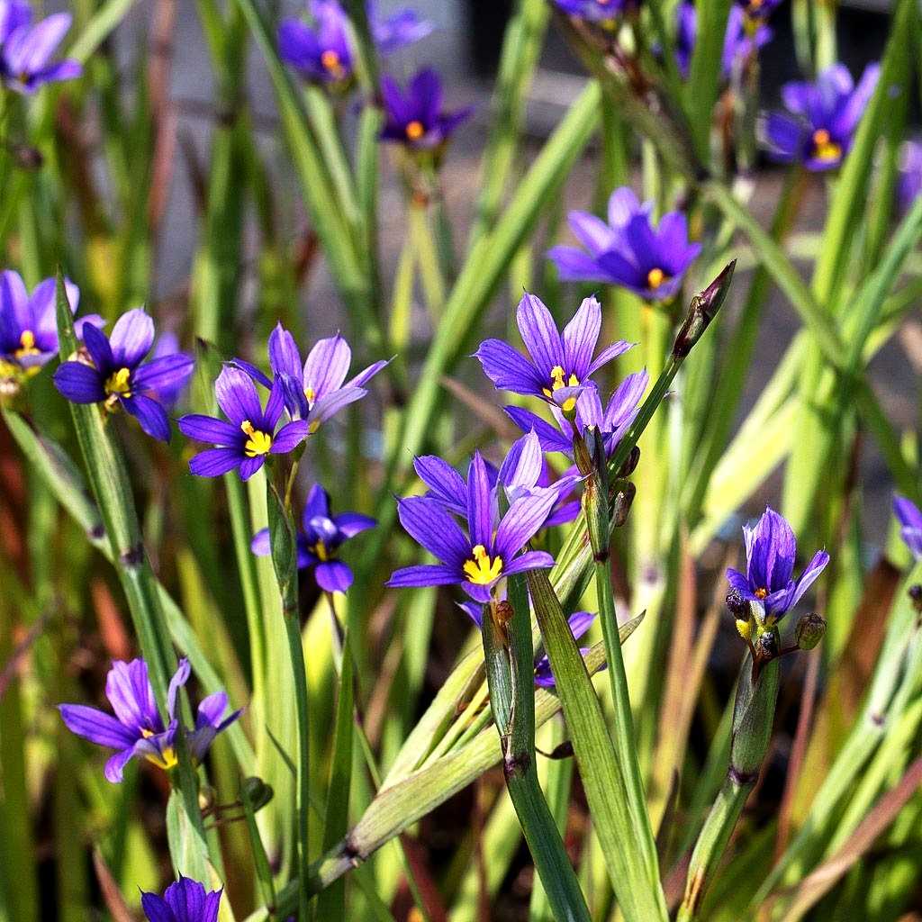 Schmalblättrige Binsenlinie (Sisyrinchium angustifolium)